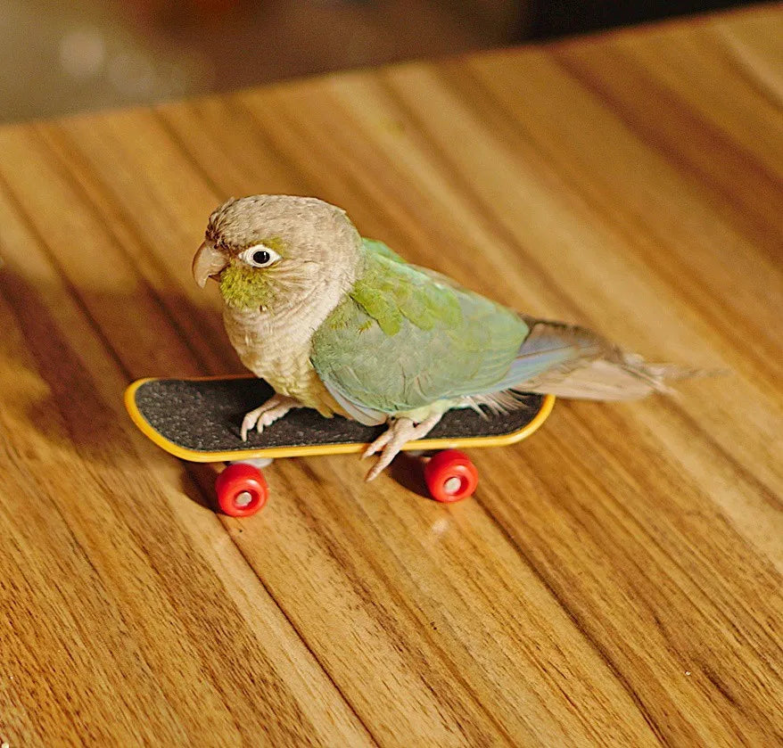 Bird Toy Canary Skateboard Parrot Training Skateboard Bird Supplies Skates Lovebird Canaries Perch for Parrots For Birds Toy Acc