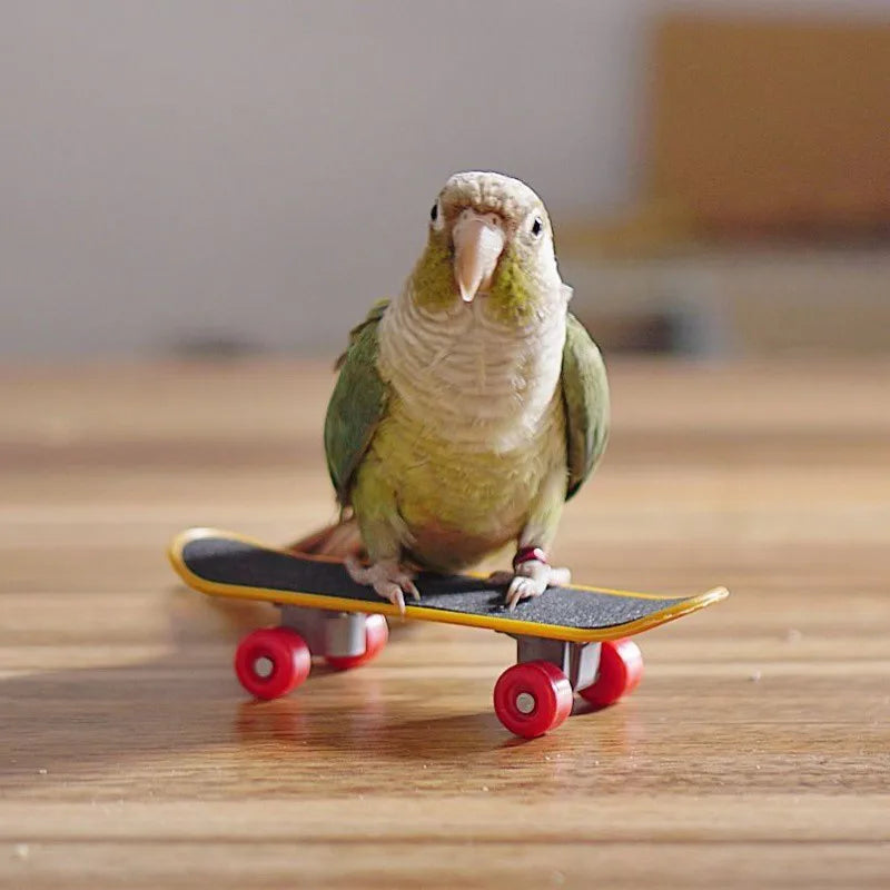 Bird Toy Canary Skateboard Parrot Training Skateboard Bird Supplies Skates Lovebird Canaries Perch for Parrots For Birds Toy Acc